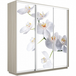 Шкаф-купе Экспресс 3-х дверный (Фото №1025 Орхидея белая)