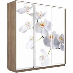Шкаф-купе Экспресс 3-х дверный (Фото №1025 Орхидея белая)