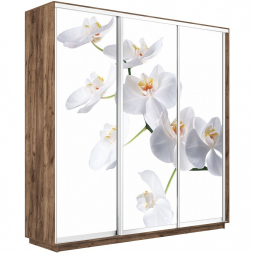 Шкаф-купе Экспресс 3-х дверный (Фото №1025 Орхидея белая)